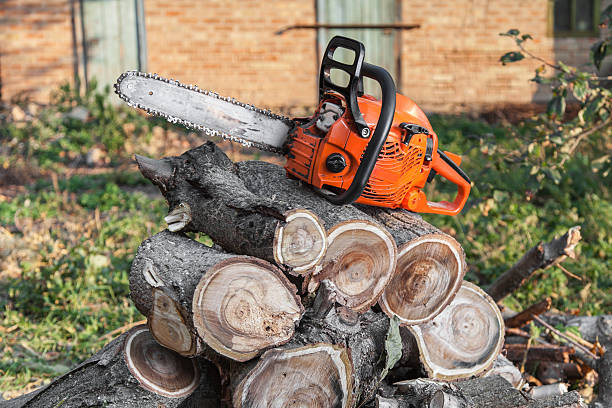 Waverly, NY Tree Service Company